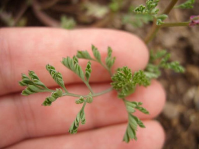dicentra_laub_80.jpg