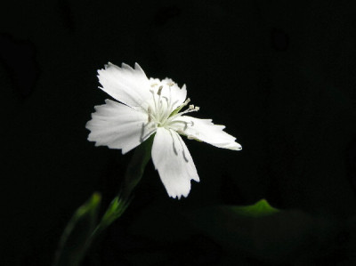 Dianthus-Juni-3.jpg