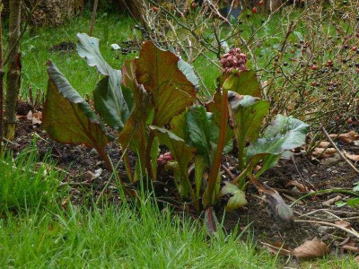 Bergenia_Abendglocken_2013_2.jpg