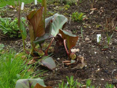 Bergenia_Eroica_2013.jpg