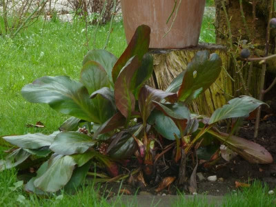 Bergenia_Beethoven_2013.jpg