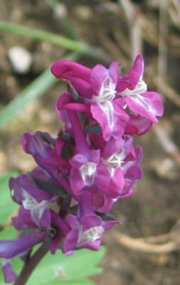 C.cava-dunkelrot.-ax.jpg