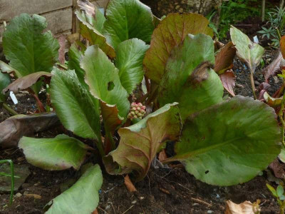 Bergenia_Aldi_2013.jpg