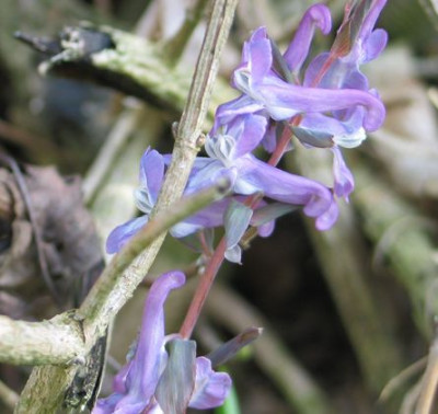 C.cava-blauviolett..jpg