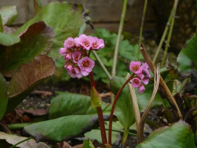 Bergenia_Herbstblute_2013.jpg