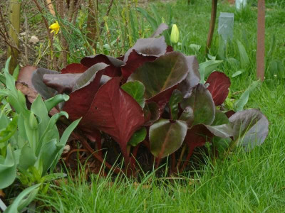 Bergenia_Wintermarchen_2013_2.jpg