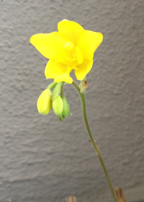 Spathoglottis_vanoverberghii_800x800_80KB.jpg