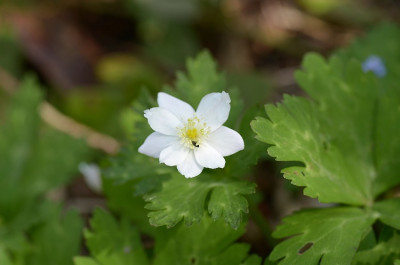 anemone_hmm.jpg