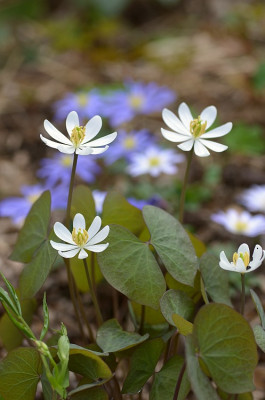 jeffersonia_diphylla_13_kat.jpg