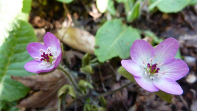 H._pubescens.jpg