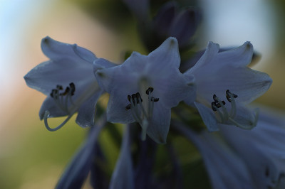 hostaschattenbluete0_12252.jpg