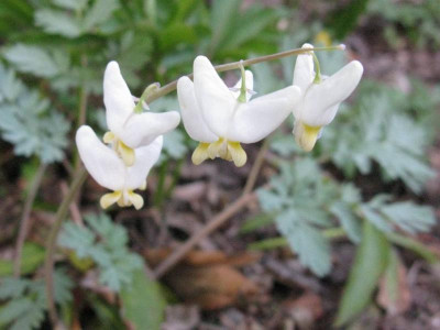 Dicentra_cuccularia__II1024x768.jpg