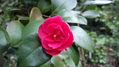 2013-04-19-0148Camellia_japonica_latifolia.jpg