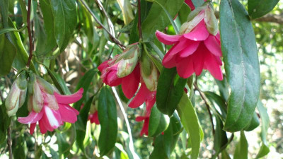 2013-04-22-0227Camellia_Kujaku-tsubaki.jpg
