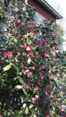 2013-04-22-0252Camellia_rosaeflora.jpg