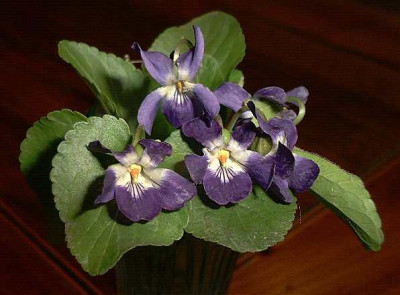 Viola_odorata_Tolmi.jpg