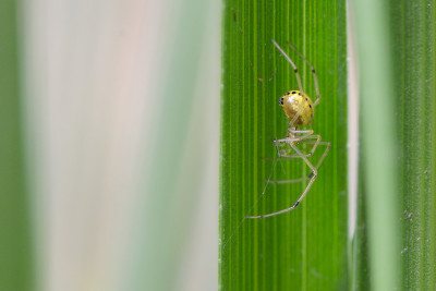 Spinne-Apr2313.jpg