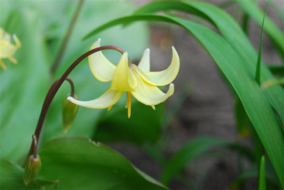 C6107_Small.JPG