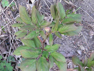 Paeonia_steveniana_Knospe_1024x768.jpg