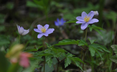 2013-04-23_Anemone_Lismore_blue_k.jpg