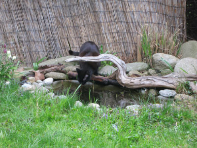 teich.24.04.jpg