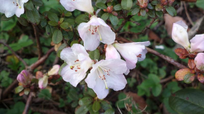 2013-04-23-0258R._pemakoense_white.jpg