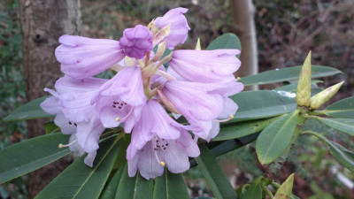 2013-04-23-0269R.davidii.jpg