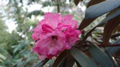 2013-04-23-0267R.arboreum_ssp._cinnamomeum_var._roseum_Bu124.jpg