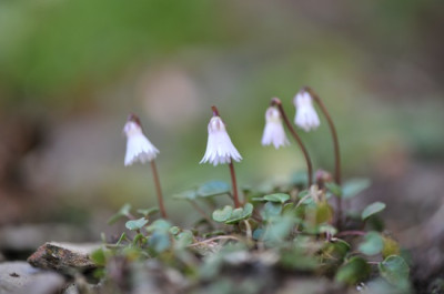 Soldanella_minima_April.jpg