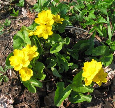 Caltha-riesen-ax.jpg