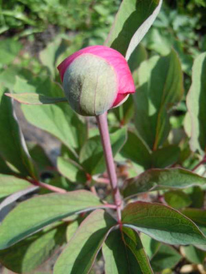 08.05.12_008.JPG