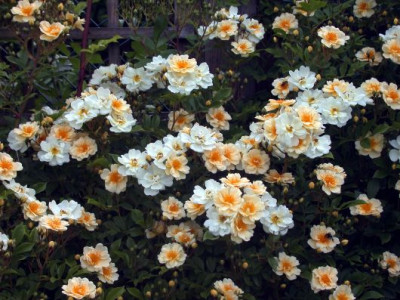 Rose_Goldfinch_2003.jpg