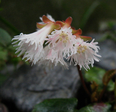 Shortia_soldanelloides_var._intercedens_II_...__25.4.13._012.jpg