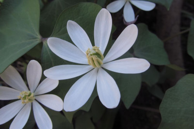 Jeffersonia_diphylla_1.jpg