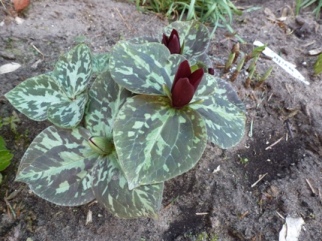 P1000087.JPG
