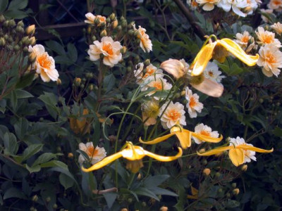 R.Goldfinch_und_Cl._Helios002.jpg