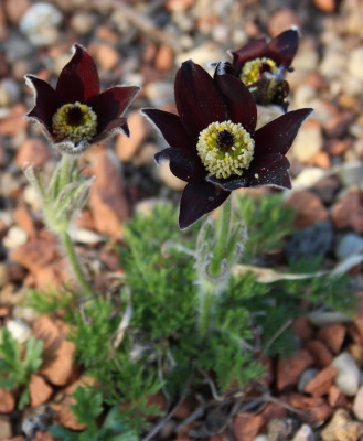 IMG_1823_ePulsatilla_rubra.JPG