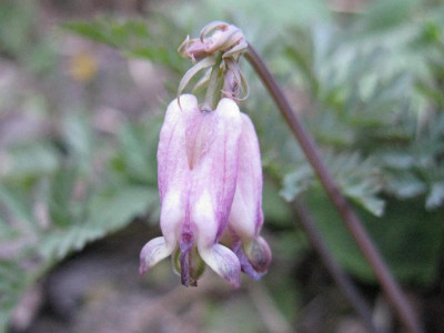 Dicentra_Samling_2_1024x768.jpg