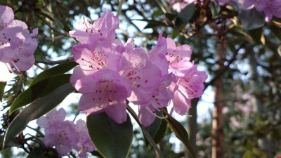 2013-04-25-0294R.desquamatum.jpg