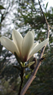 2013-04-25-0298Magnolia_sprengeri_var.elongata.jpg