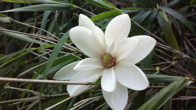 2013-04-25-0297Magnolia_sprengeri_var.elongata.jpg