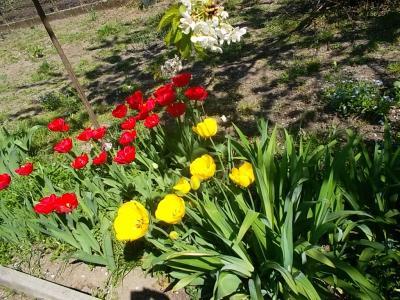 Kreischtulpen.jpg