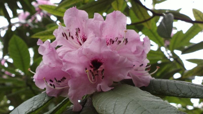 2013-04-26-0342R.floribundum.jpg