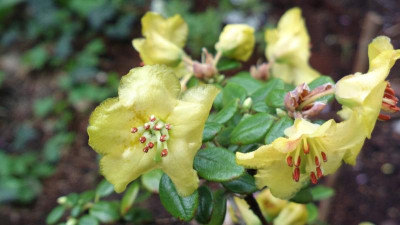 2013-04-26-0369R._megeratum_Bodnant.jpg