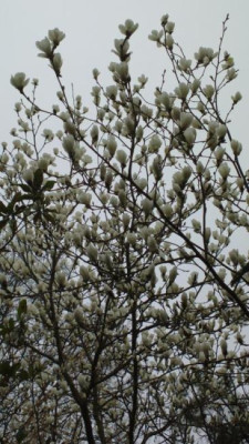 2013-04-26-0351Magnolia_denudata.jpg