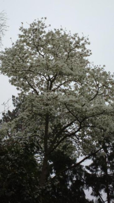 2013-04-26-0353Magnolia_kobus.jpg
