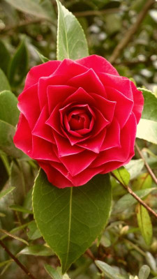 2013-04-26-0360Camellia_Roger_Hall.jpg