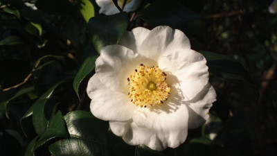 2013-04-25-0311Camellia_japonica_Yakumi_Guruma.jpg