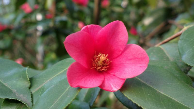 2013-04-25-0305Camellia_japonica_rusticana_Yukibata_Tsubaki.jpg