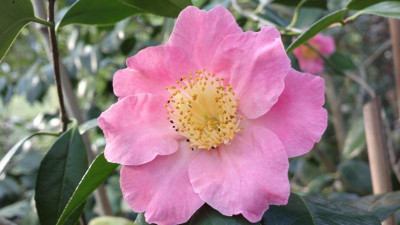 2013-04-25-0303Camellia_japonica_Kobai.jpg